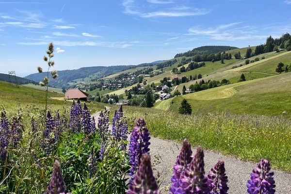 Todtnauberg im Fr�hling