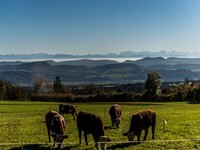Alpenblick (Bildnachweis: Mit freundlicher Genehmigung des Tourismus- und Kulturamtes Laufenburg) Alpenblick (Bildnachweis: Mit freundlicher Genehmigung des Tourismus- und Kulturamtes Laufenburg)