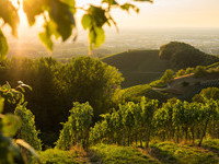 Fachwerk Blumen (Bildnachweis: Mit freundlicher Genehmigung der Tourist-Info Sasbachwalden �Steffen Egly)