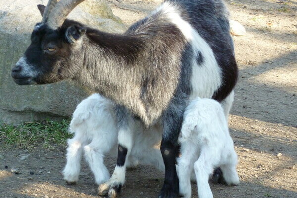 Ziegen Ziegen