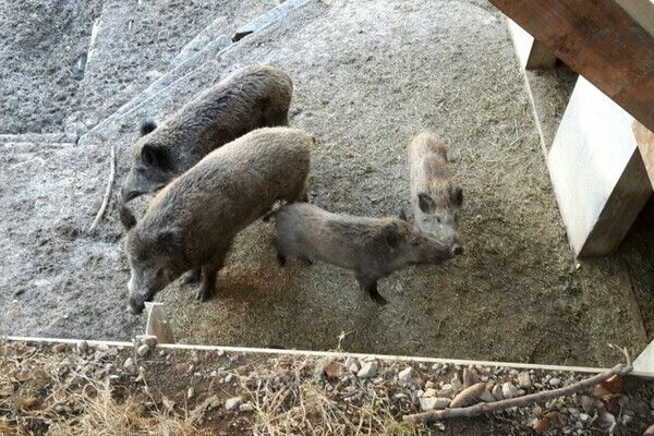 Wildgehege Zell Bildnachweis: Mit freundlicher Genehmigung des Zeller Bergland Tourismus e.V. Wildgehege Zell Bildnachweis: Mit freundlicher Genehmigung des Zeller Bergland Tourismus e.V.