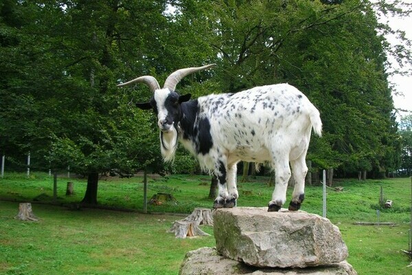 Bildnachweis: Mit freundlicher Genehmigung des Wildgeheges Waldshut Bildnachweis: Mit freundlicher Genehmigung des Wildgeheges Waldshut