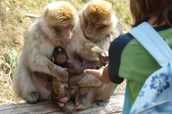 Bildnachweis: Mit freundlicher Genehmigung des Vogelpark Steinen Bildnachweis: Mit freundlicher Genehmigung des Vogelpark Steinen