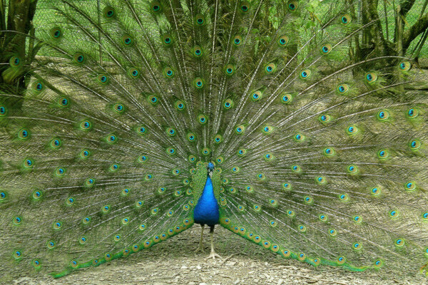 Bildnachweis: Mit freundlicher Genehmigung des Streichelzoos Kappel Bildnachweis: Mit freundlicher Genehmigung des Streichelzoos Kappel