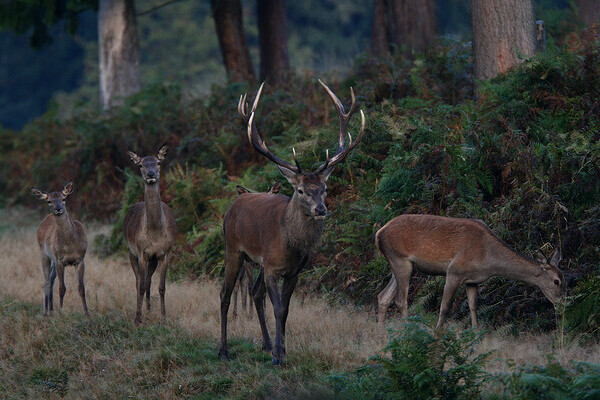 Bildnachweis: © Natur-Infozentrum Kaltenbronn Bildnachweis: © Natur-Infozentrum Kaltenbronn
