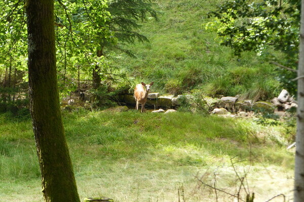 Wildgehege Tonbach Bildnachweis: Mit freundlicher Genehmigung von Baiersbronn Touristik Wildgehege Tonbach Bildnachweis: Mit freundlicher Genehmigung von Baiersbronn Touristik