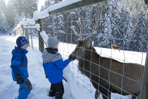 Wildgehege Sankenbach Bildnachweis: Mit freundlicher Genehmigung von Baiersbronn Touristik | © Ulrike Klumpp Wildgehege Sankenbach Bildnachweis: Mit freundlicher Genehmigung von Baiersbronn Touristik | © Ulrike Klumpp
