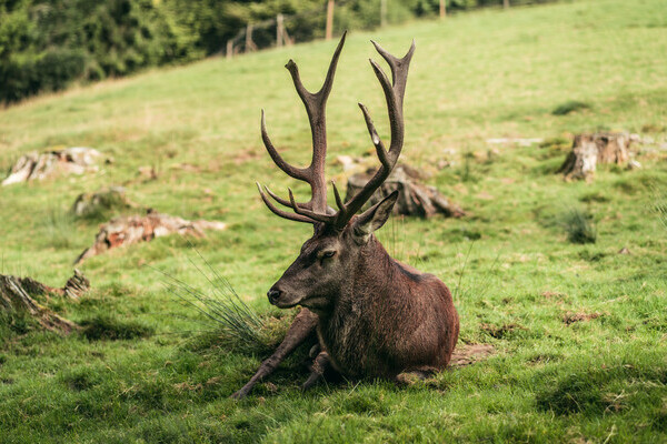 Wildgehege Sankenbach Bildnachweis: Mit freundlicher Genehmigung von Baiersbronn Touristik | © Max Günter Wildgehege Sankenbach Bildnachweis: Mit freundlicher Genehmigung von Baiersbronn Touristik | © Max Günter